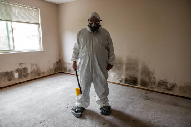 Environmental Consulting for Mold Prevention in Dunnigan, CA